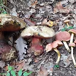 Le Pre En Bulles * Chiny