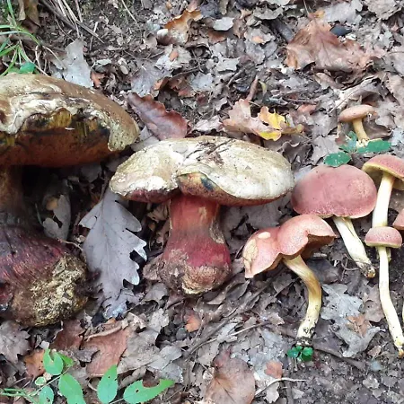 Le Pre En Bulles * Chiny