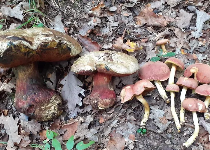 Le Pré En Bulles * Chiny